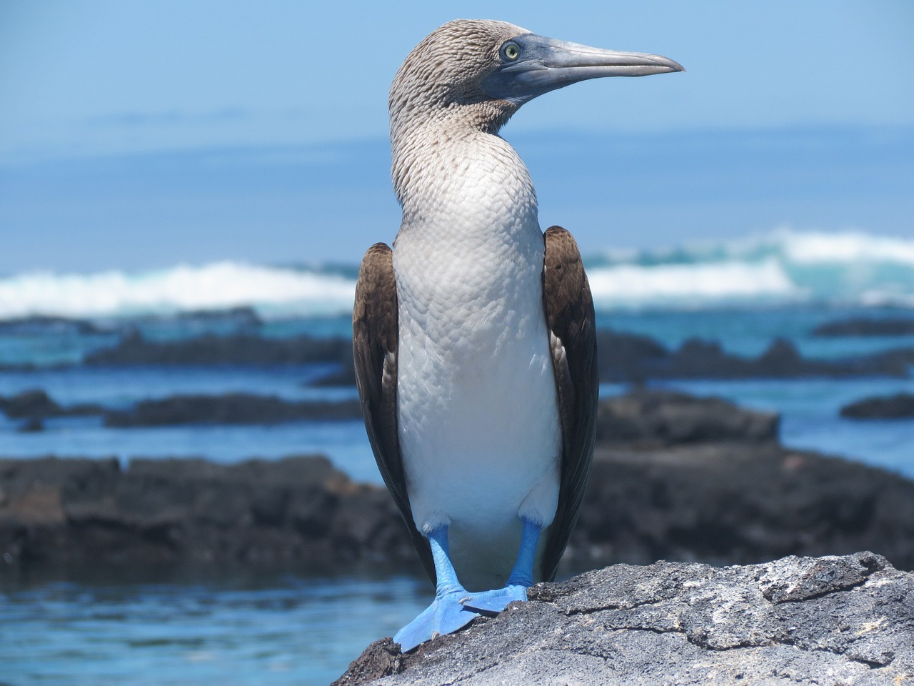 booby, blue footed, bird-255523.jpg