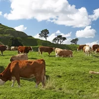 Optional Post-stay in Auckland