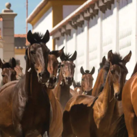 Day 6 - Alentejo (Alter do Chão - Marvão - Alter do Chão)