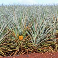 Optional Pre-stay - Dole Plantation